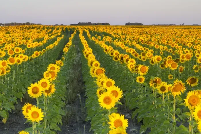 Framed Print : Sunflower field in morning light in Michigan, North Dakota, USA