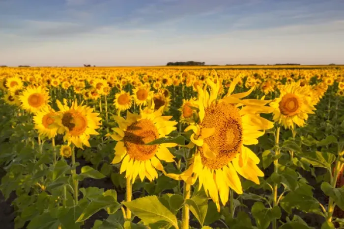 Framed Print : Sunflower field in morning light in Michigan, North Dakota, USA