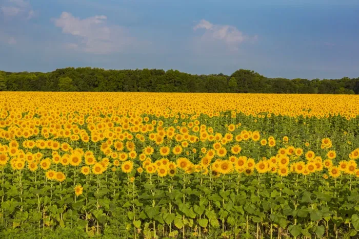Framed Print : Sunflower field Sam Parr State Park, Jasper County, Illinois Framed Print : Sunflower field Sam Parr State Park, Jasper County, Illinois