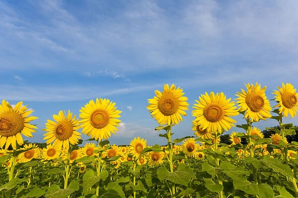 Sunflower field Sam Parr State Park, Jasper County, Illinois