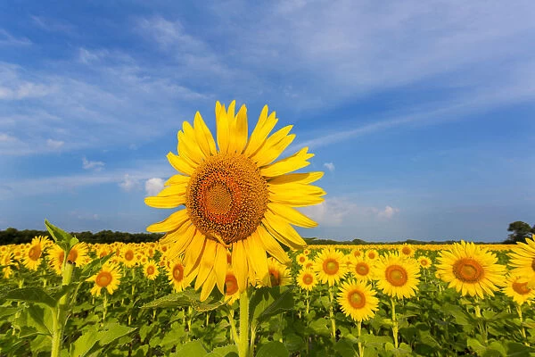 Sunflower field Sam Parr State Park Jasper County, IL