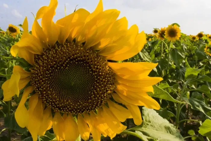 Framed Print : Sunflower, Helianthus Annuus, Rio Grande Valley, McCook, Texas, USA