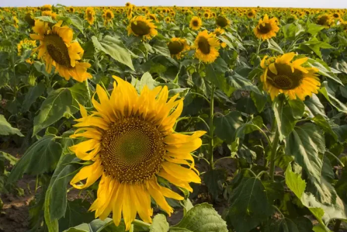 Framed Print : Sunflower, Helianthus Annuus, Rio Grande Valley, McCook, Texas, USA
