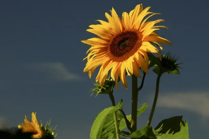 Framed Print : Sunflower Portrait, Sunflower Festival, Hood River, Oregon, USA Framed Print : Sunflower Portrait, Sunflower Festival, Hood River, Oregon, USA