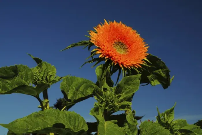 Framed Print : Sunflower Portrait, Sunflower Festival, Hood River, Oregon, USA Framed Print : Sunflower Portrait, Sunflower Festival, Hood River, Oregon, USA
