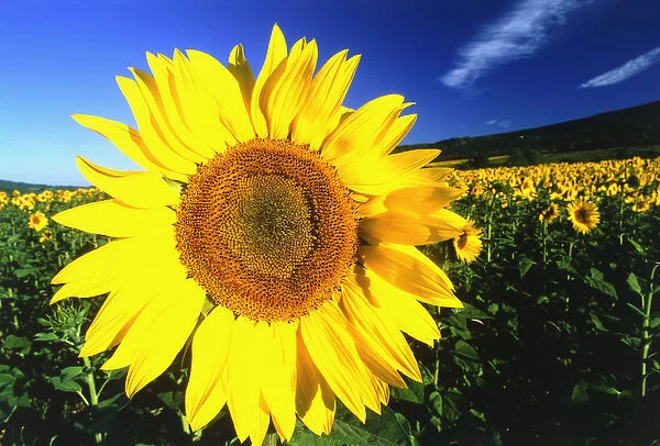 Sunflower, Provence, France