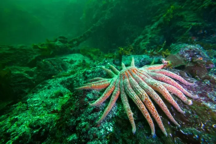 Framed Print : Sunflower Starfish and mooring chain in backgound off of Vancouver Island, BC