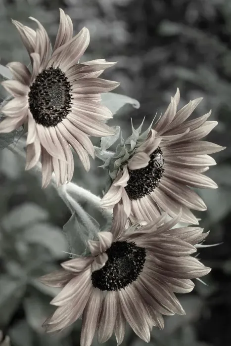 Framed Print : Sunflower varieties, New Mexico Framed Print : Sunflower varieties, New Mexico