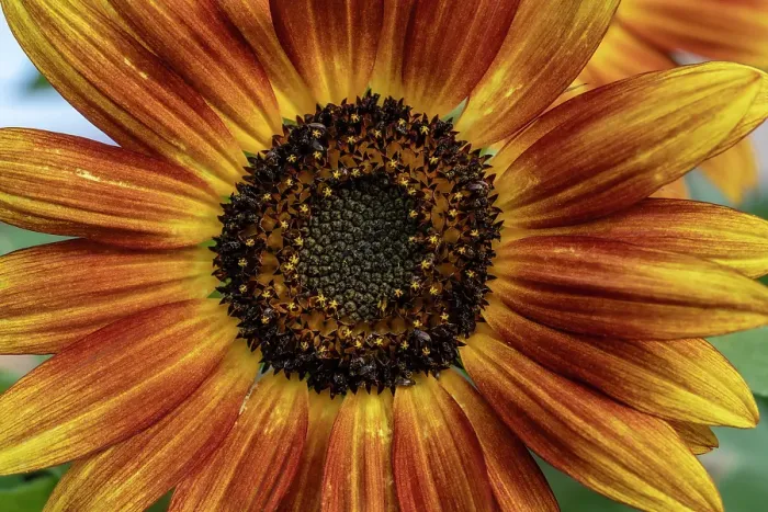 Framed Print : Sunflower varieties, New Mexico