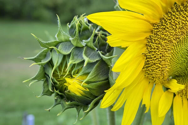 Sunflower, Vermont, USA