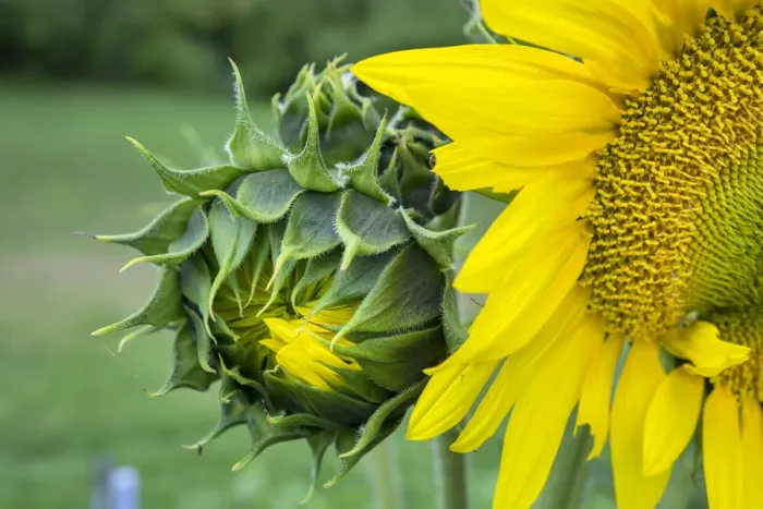 Framed Print : Sunflower, Vermont, USA Framed Print : Sunflower, Vermont, USA