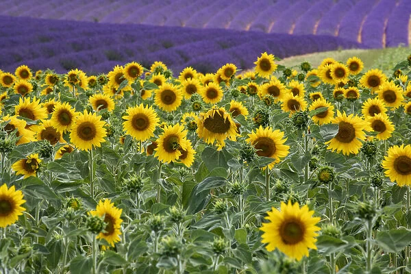 Sunflowers blooming near lavender fields during summer in Valensole, Provence, France