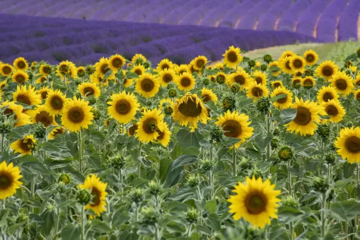 Framed Print : Sunflowers blooming near lavender fields during summer in Valensole, Provence, France