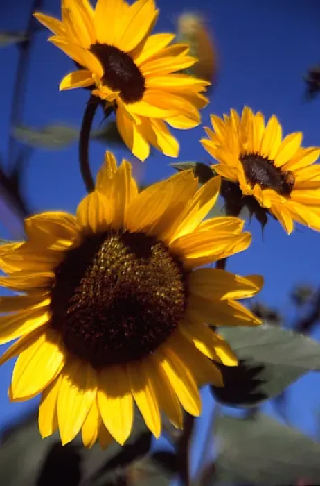 Framed Print : Three Sunflowers against blue sky. Small bee on one flower