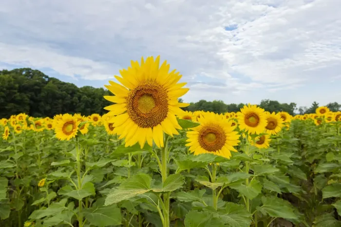 Framed Print : Sunflowers in field, Jasper County, Illinois Framed Print : Sunflowers in field, Jasper County, Illinois