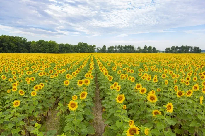 Framed Print : Sunflowers in field, Jasper County, Illinois