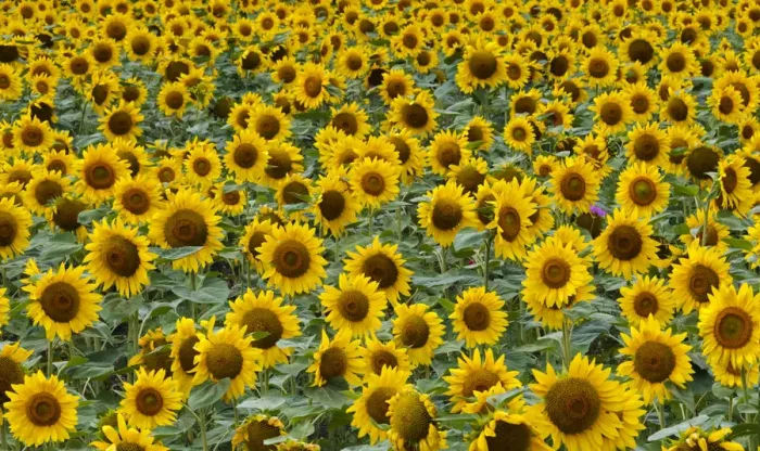 Framed Print : Sunflowers in the flower farm, Furano, Hokkaido Prefecture, Japan Framed Print : Sunflowers in the flower farm, Furano, Hokkaido Prefecture, Japan