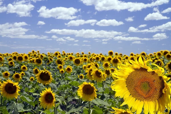 Sunflowers grow on farmland on the Pampas of Argentina