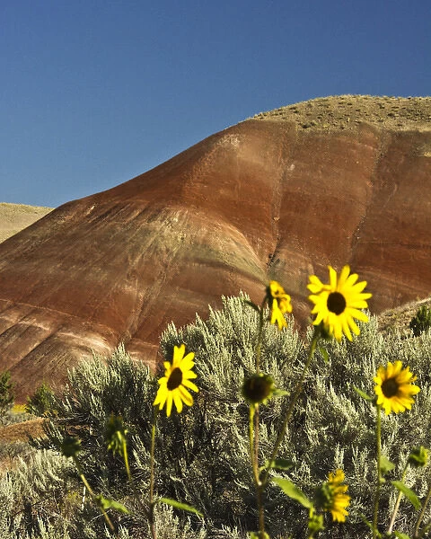 Sunflowers, Painted Hills; John Day Fossil Beds National Monument; Mitchell; Oregon; USA