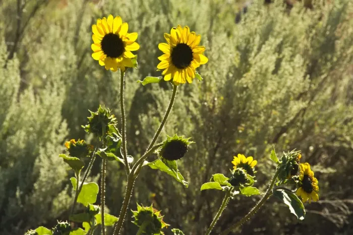 Framed Print : sunflowers, Painted Hills, Mitchell, Oregon; USA