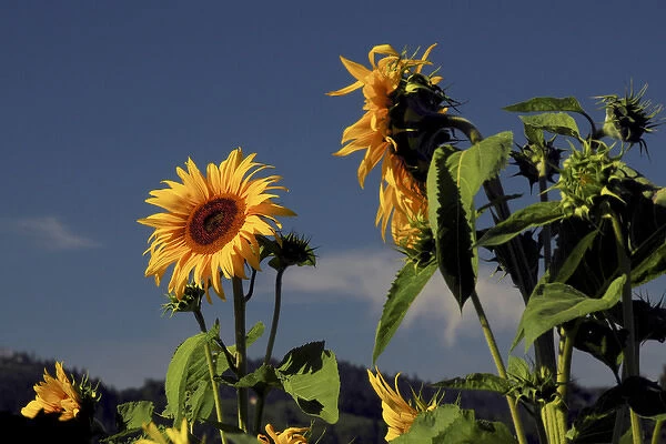 Sunflowers, Sunflower Festival, Hood River, Oregon, USA
