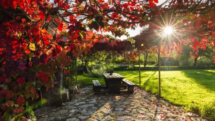 Framed Print : Sunlight through autumn grape vines, Korana Village, Plitvice Lakes National Park Framed Print : Sunlight through autumn grape vines, Korana Village, Plitvice Lakes National Park
