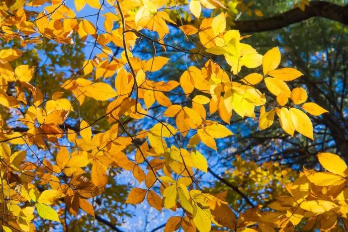 Framed Print : Sunlight filtering through colorful Fall foliage