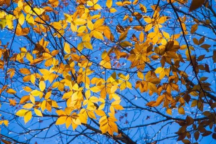 Framed Print : Sunlight filtering through colorful Fall foliage