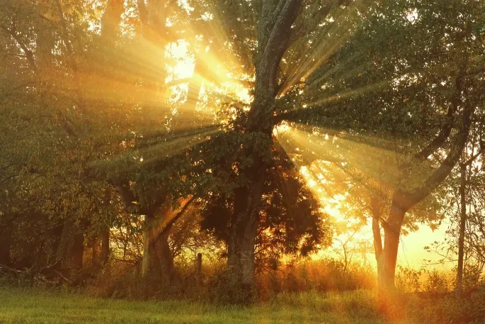 Framed Print : Sunlight filtering through trees, Oldham County, Kentucky