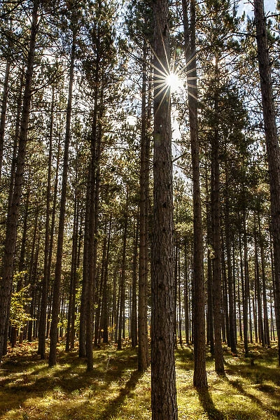 Sunlight filtering through trees at sunrise, Hiawatha National Forest, Upper Peninsula