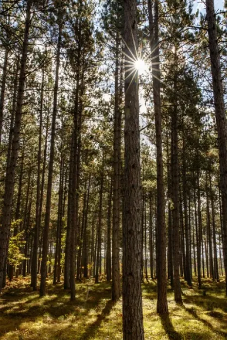 Framed Print : Sunlight filtering through trees at sunrise, Hiawatha National Forest, Upper Peninsula Framed Print : Sunlight filtering through trees at sunrise, Hiawatha National Forest, Upper Peninsula