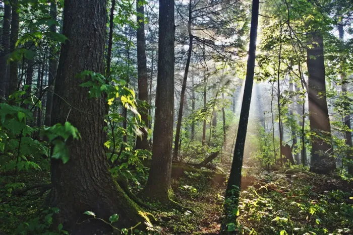 Framed Print : Sunlight filterning throuh forest canopy, Great Smoky Mountains National Park, Tennessee