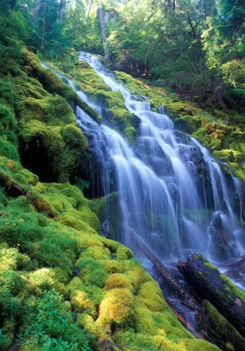 Framed Print : Sunlight filters onto Proxy Falls in the central Oregon Cascades