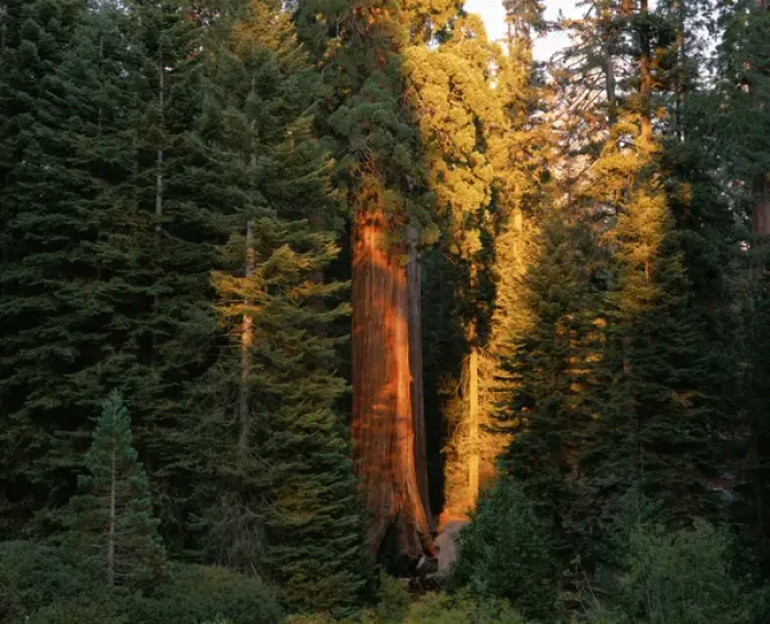 Framed Print : last sunlight on Giant Sequoia trees in Grant Grove, Kings Canyon Nat l Park, CA Framed Print : last sunlight on Giant Sequoia trees in Grant Grove, Kings Canyon Nat l Park, CA
