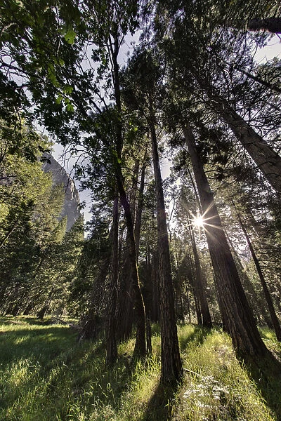 Sunlight through pine trees, Yosemite Valley, Yosemite National Park, California