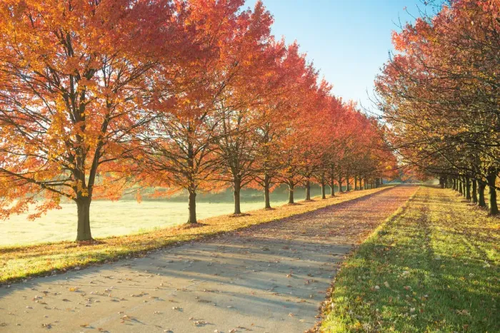 Framed Print : Sunlight row of maple trees in Michigan Framed Print : Sunlight row of maple trees in Michigan