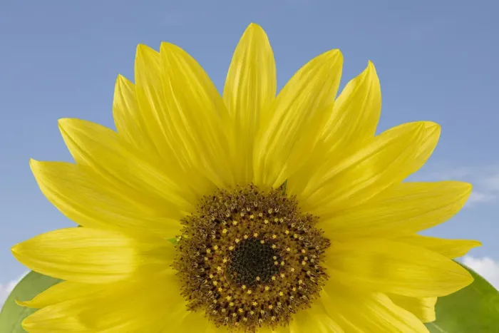 Framed Print : Sunny Sunflower. Credit as: Don Paulson  /  Jaynes Gallery  /  DanitaDelimont. com