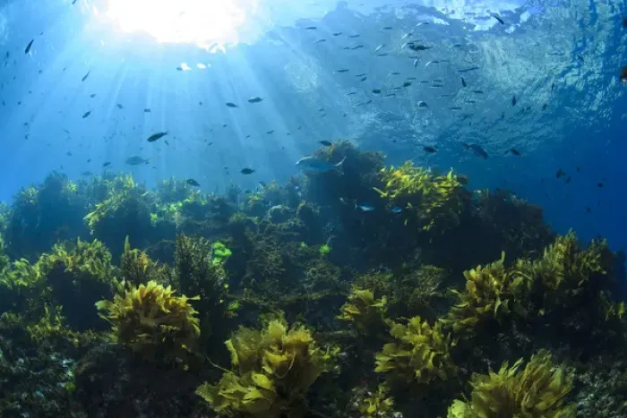Framed Print : Sunrays shine on fish and kelp through clear water near Poor Knights Islands, North Island Framed Print : Sunrays shine on fish and kelp through clear water near Poor Knights Islands, North Island