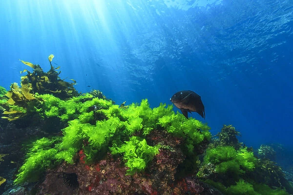 Sunrays shine on kelp and a damselfish through clear water near Poor Knights Islands
