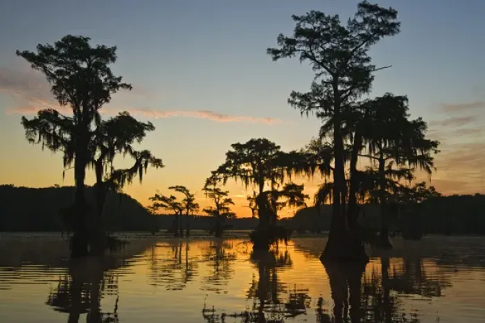 Framed Print : Sunrise and bald cypress (Taxodium distichum) trees with Spanish moss, Caddo Lake