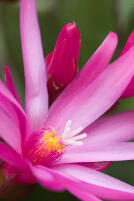 Framed Print : Sunrise cactus flower, (Rhipsalidopsis gaertneri) Framed Print : Sunrise cactus flower, (Rhipsalidopsis gaertneri)