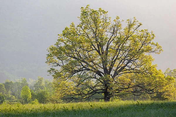Sunrise in Cades Cove in spring, Great Smoky Mountains National Park, Tennessee