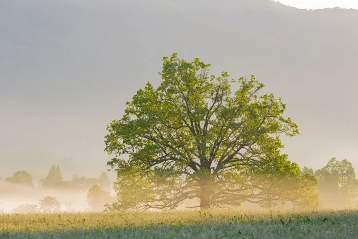 Framed Print : Sunrise and fog Cades Cove, Great Smoky Mountains National Park, Tennessee Framed Print : Sunrise and fog Cades Cove, Great Smoky Mountains National Park, Tennessee