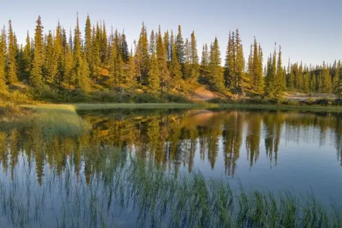 Framed Print : The sunrise illuminates trees on an unnamed lakeshore, Northwest Territories, Canada