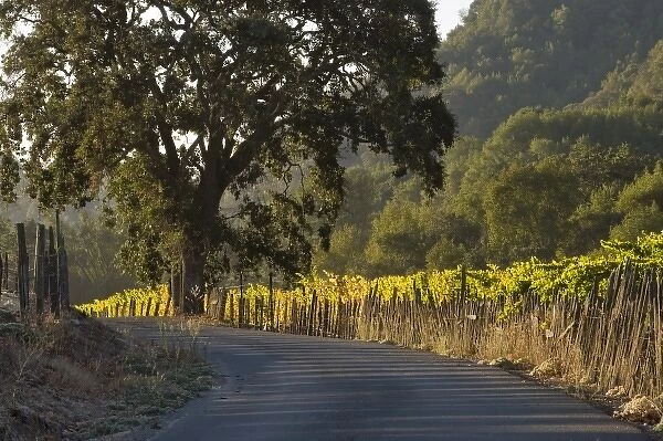 Sunrise light on Henry Road winding through fence-lined Sattui vineyard, formerly Henry Ranch
