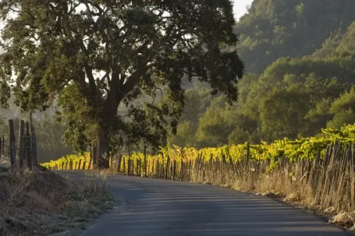 Framed Print : Sunrise light on Henry Road winding through fence-lined Sattui vineyard, formerly Henry Ranch Framed Print : Sunrise light on Henry Road winding through fence-lined Sattui vineyard, formerly Henry Ranch