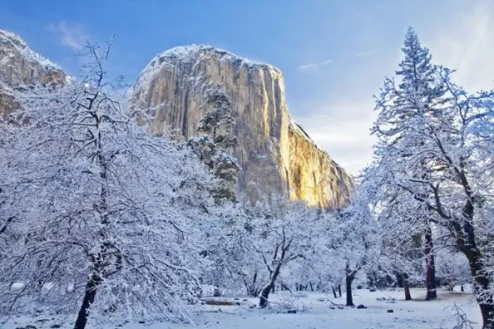 Framed Print : Sunrise light hits El Capitan through snowy trees in Yosemite National Park, California, USA Framed Print : Sunrise light hits El Capitan through snowy trees in Yosemite National Park, California, USA