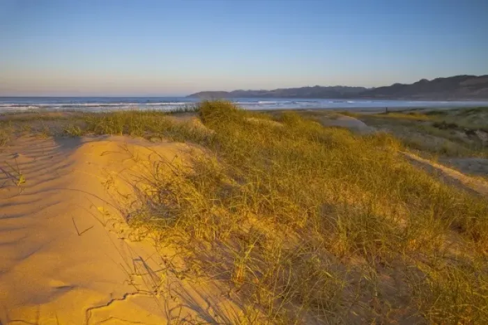 Framed Print : Sunrise lights the sand dunes and grasses at Pismo Beach, California