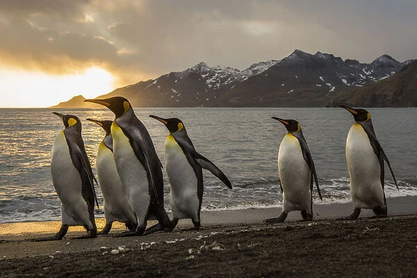 Sunrise with marching king penguins on the beach of St