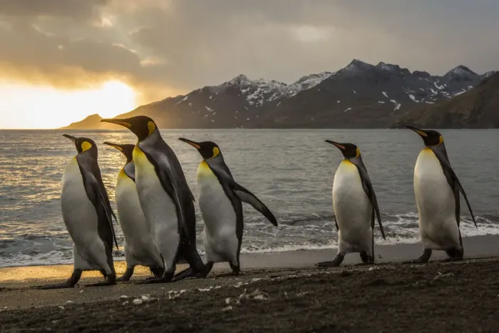 Framed Print : Sunrise with marching king penguins on the beach of St Framed Print : Sunrise with marching king penguins on the beach of St